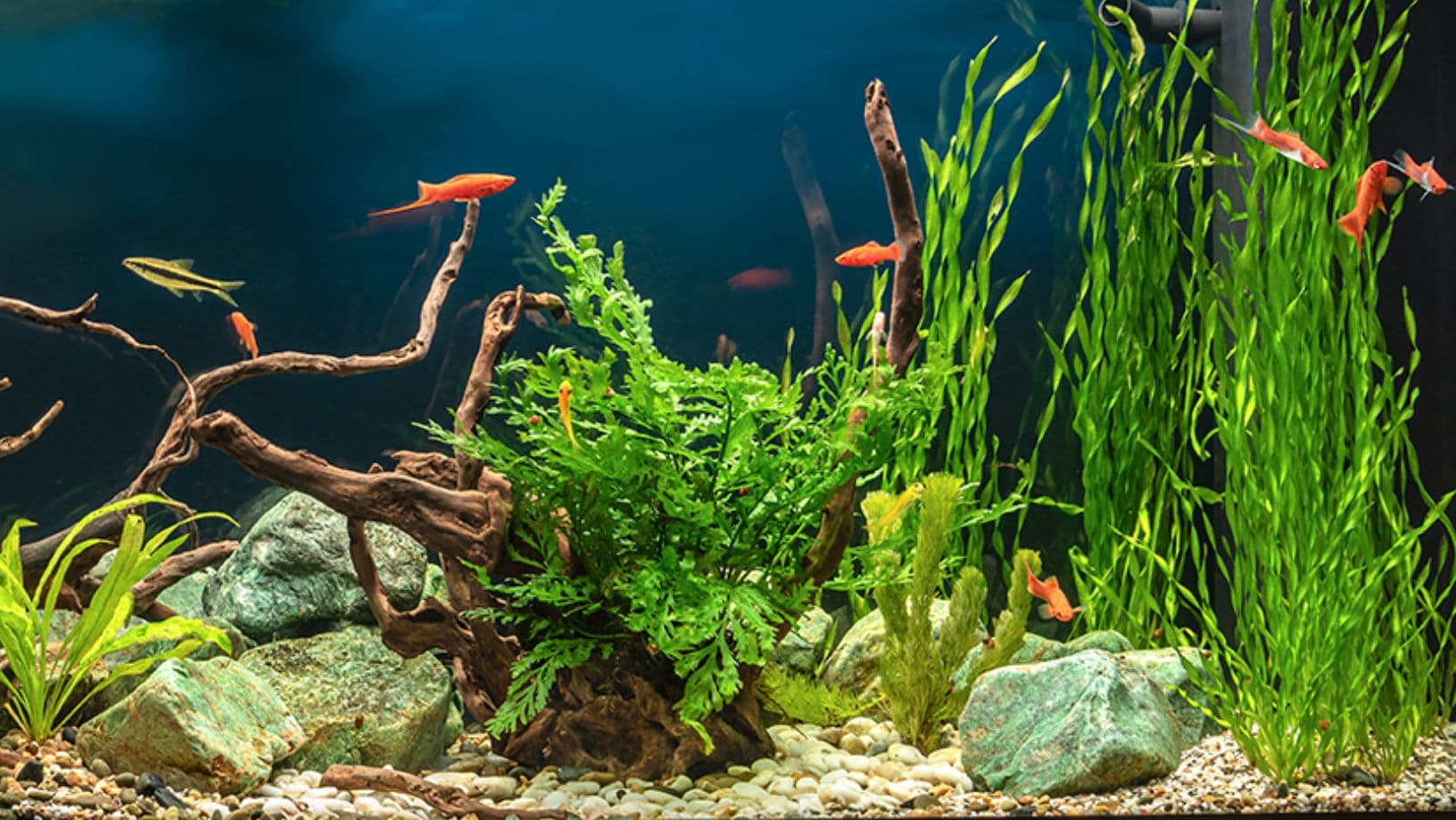 Freshwater