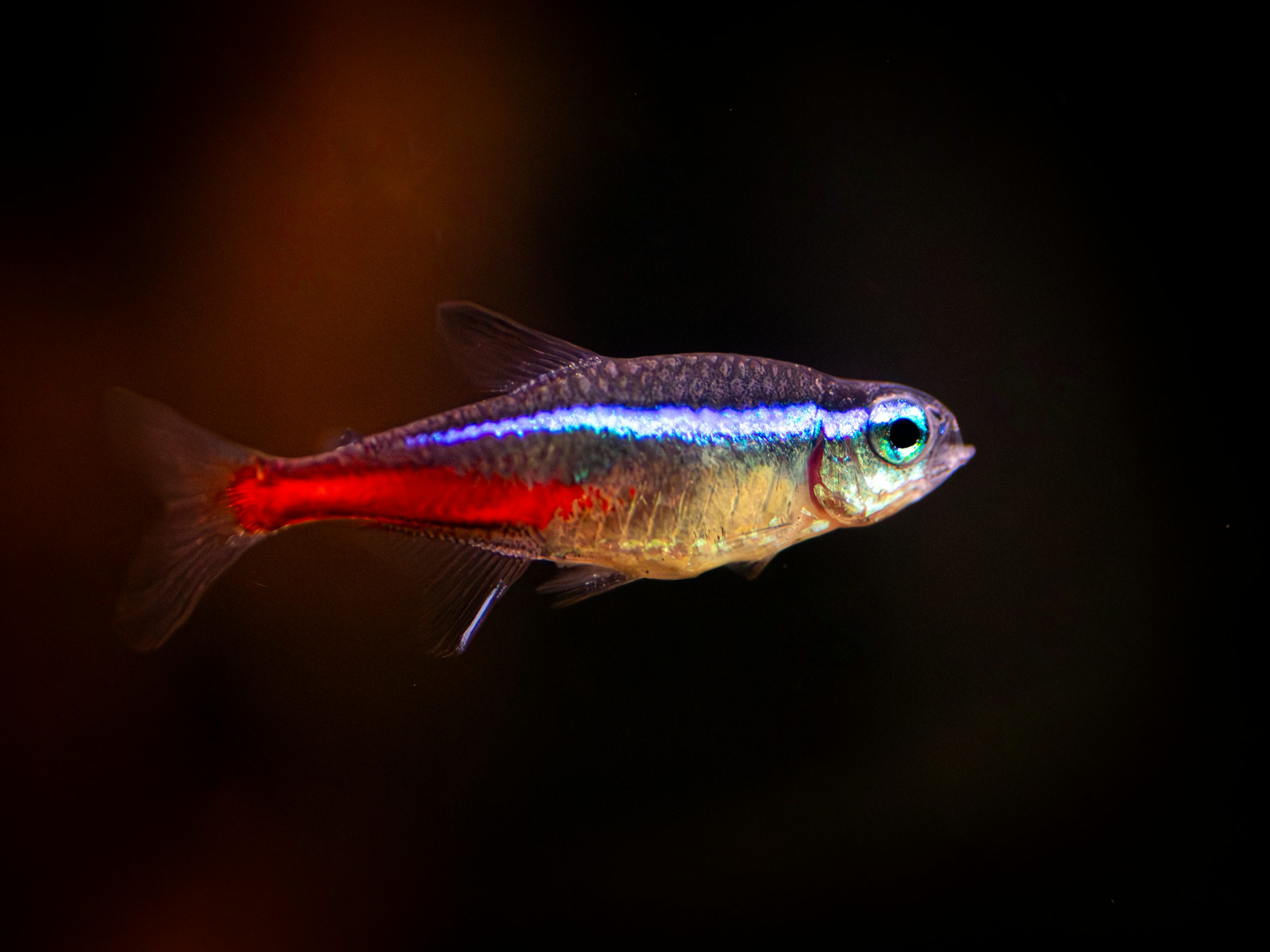 Long-fin blue GloFish tetra swimming in an aquarium